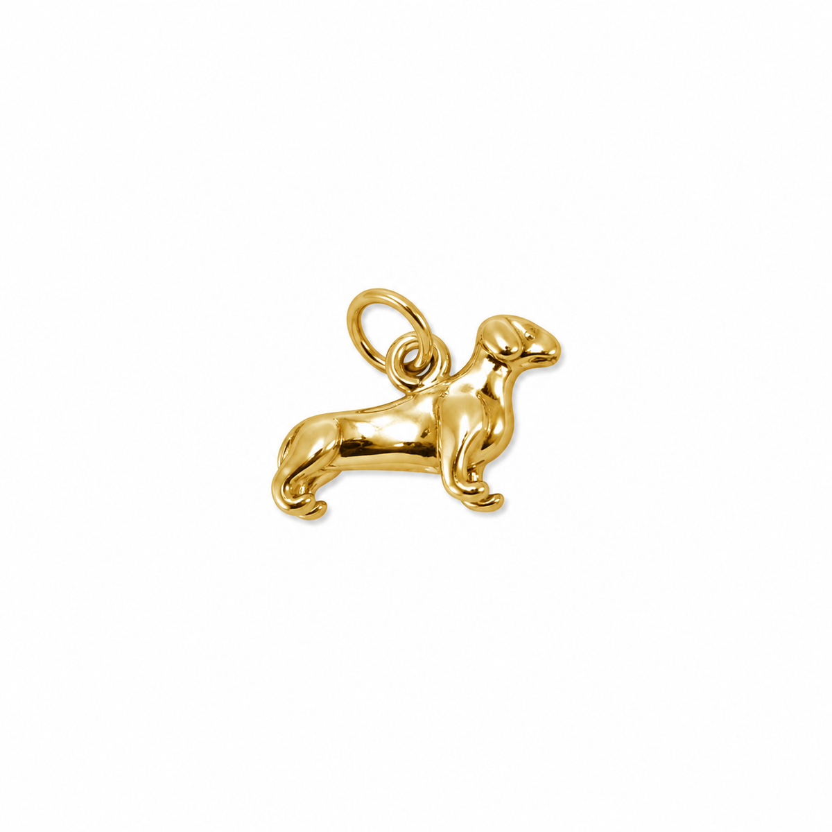 Perro salchicha dorado